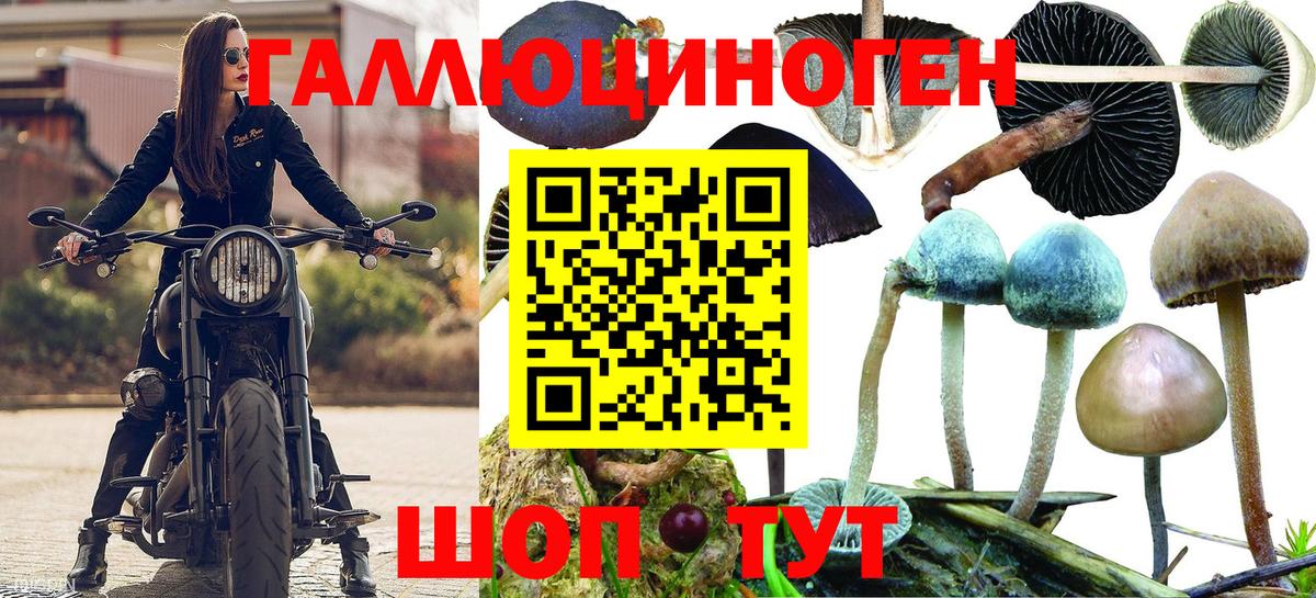 Псилоцибиновые грибы ЛСД Горно-Алтайск